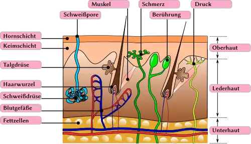 Aufbau der weiblichen Haut (Vulva) mit ihren Hautanhangsgebilden; die Anhangsgebilde sind unterschiedlich über die jeweiligen anatomischen Strukturen verteilt