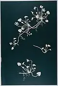 Pflanzen (1890/1895)