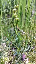 Scheuchzeria