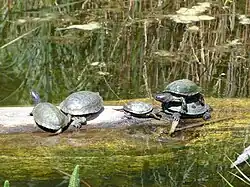 Schildkröten