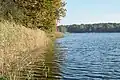 Schilf. Blick nach Osten