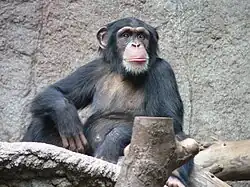 Schimpanse im Zoo Leipzig