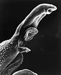 Makroaufnahme des Parasiten, der Schistosomiase hervorruft
