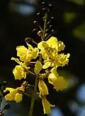 Blüten und Blütenstand von Schizolobium parahyba