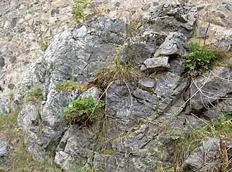 Serpentinit