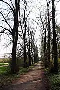 Lindenallee in östlicher Richtung