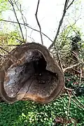 Zerstörung durch Holzfäule