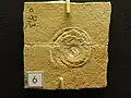 Schlitzkreiselschnecke Bathrotomaria