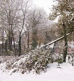 Unter Schneelast zerbrochene Eiche (Münsterländer Schneechaos 2005)
