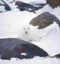 Schnee(schuh)hase