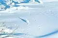 Weiden-Schneehühner
