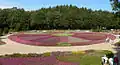 Heide im Rondell im Heidegarten