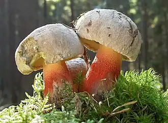Schönfuß-Röhrling Caloboletus calopus