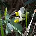 Buchs-Kreuzblume