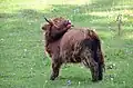 Kalb auf der Schwäbischen Alb