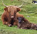 Schottisches Hochlandrind mit Kalb auf einer Alm im Lungau