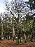 Schuhbaum an der Hohen Kanzel