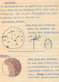Seite aus einem Biologie-Aufgabenheft von 1944
