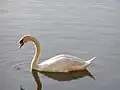 Höckerschwan mit gebogenem Hals