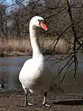 Höckerschwan in Kocks Loch