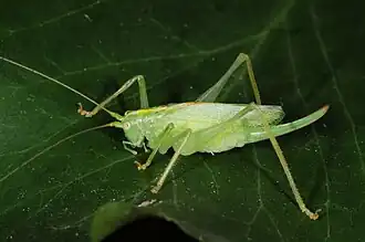 Weibchen