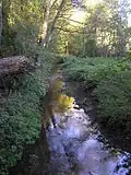 Im Sachsenwald …