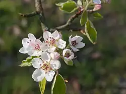 Blüten am Baum