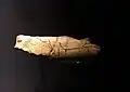 Fragment eines Lochstabs aus Rengeweih