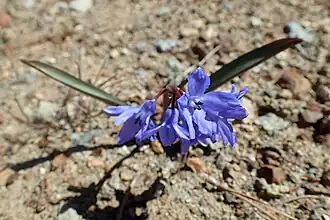 Chionodoxa lochiae