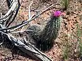Sehr altes Exemplar mit Blüten in Arizona.