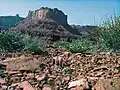Typische Szenerie in Utah im Land der Sclerocactus-Arten.