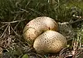 Dickschaliger Kartoffelbovist (Scleroderma citrinum)
