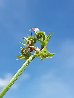 Raupenblume