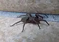 … und männliche Mausspinne (Scotophaeus sp.)
