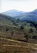 Scots Pines am Südwesthang des Meall a’ Bhuachaille