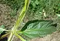 Laubblatt der Scrophularia umbrosa subsp. umbrosa