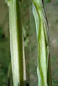 Stängel