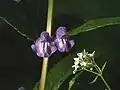 Blüten