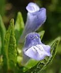 Blüten