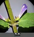 Blüte, gut erkennbar ist der „Helm“ am Kelch