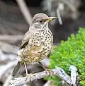 Jungvogel mausert ins Erwachsenengefieder