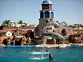 Delfinshow
