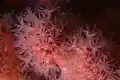 Gersemia rubiformis
