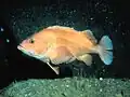 Sebastes ruberrimus