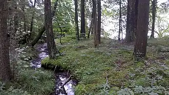 Zufluss (namenlos) am bewaldeten Südufer