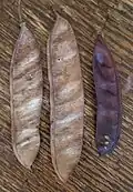 Früchte von Cercis chinensis