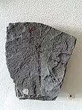 Seegrasblatt