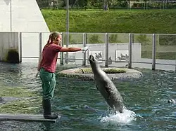Ein Seehund holt sich bei einer Fütterung einen Fisch aus der Hand einer Pflegerin