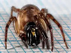 2025 Gewöhnliche Fischernetzspinne