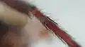 Beinbestachelung im Detail